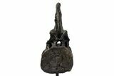 Sauropod (Barosaurus) Caudal Vertebra w/ Metal Stand - Wyoming #334648-5